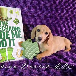 Nala English Cream AKC - Cream female Dachshund puppy in Kansas City, Missouri from Divine Doxies LLC