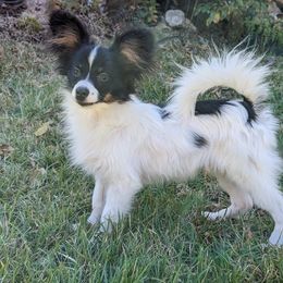 Apollo - Black red and white male Papillon puppy in Blythewood, South Carolina from Southern Peach