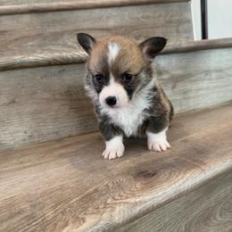 Gouda - Sable and white male American Corgi puppy in Pahrump, Nevada from Desert Sunset Corgis