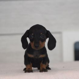 Showgirl - Black and tan female Dachshund puppy in Okeechobee, Florida from Far Far Away Dachshunds