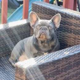 Meghan - French Bulldog