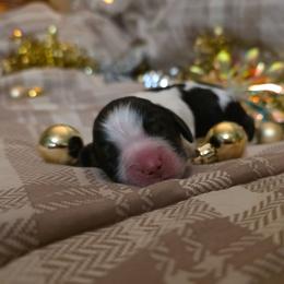 Eve - Black white and tan female English Springer Spaniel puppy in Cookeville, Tennessee from Krossroads Kennel