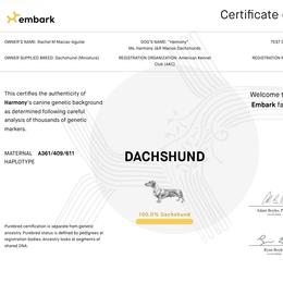 Harmony - Dachshund