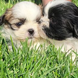Girl 2 - Black and white female Shih Tzu puppy in Willard, Utah from Shih-tzu Queen