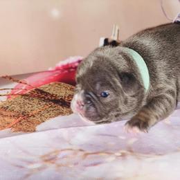 French Bulldog Puppies from Lovemyfrenchies