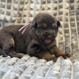 Flak - Black and red female German Shepherd puppy in Medical Lake, Washington from Nine Realms German Shepherds