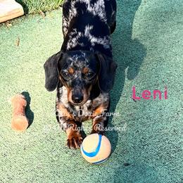 Leni - Dachshund