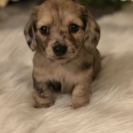 Dachshund Puppies from KR Mini Daschunds