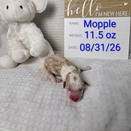 Mopple - Brown and white male Sheepadoodle puppy in Cornelia, Georgia from Yates Family Farm