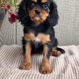 Fern - Black and tan female Cavalier King Charles Spaniel puppy in Caldwell, Idaho from Treasure Valley Poodles