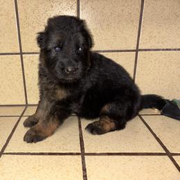 Boy 4 - reserved AKA Shyloma (So Cal Chat referral) - Black and red male German Shepherd puppy in Galt, California from At Redwood Runs