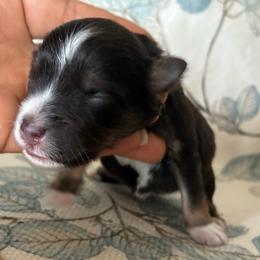 Samson - Liver male Miniature Schnauzer puppy in Hemet, California from Journee Home Mini Schnauzers