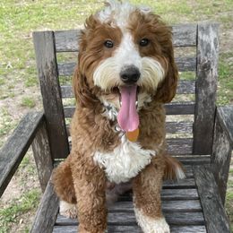 Tucker - Goldendoodle