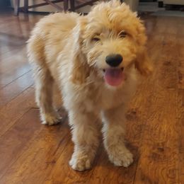 Goldendoodle Puppies from Dakota Sky's Goldens