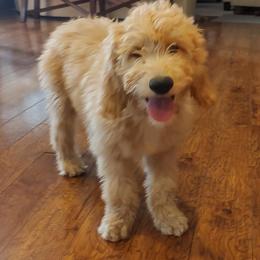 Goldendoodle Puppies from Dakota Sky's Goldens