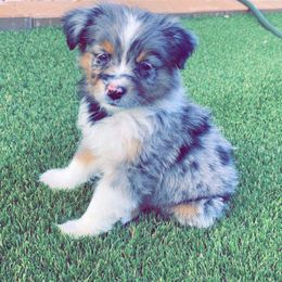 Australian Shepherd, Miniature American Shepherd, and Toy Australian Shepherd Puppies from Ahhmazing Aussies Arizona