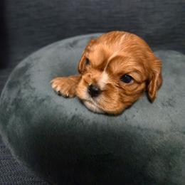 Ruby Boy 2 - Ruby male Cavalier King Charles Spaniel puppy in Moriarty, New Mexico from Cedar Mountain Hounds