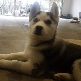 Siberian Husky Puppies from Brinic Siberins