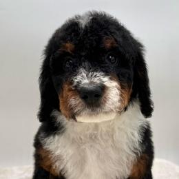 Apple Jack - Tri-color female Bernedoodle puppy in Clermont, Florida from Shadow Bernedoodles & Dog Training