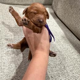 Purple - Red  female Goldendoodle puppy in Bakersfield, California from Lavish Doodles