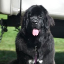 Newfoundlands from Iceberg Newfounlands