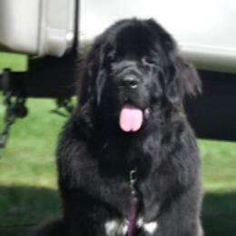 Newfoundlands from Iceberg Newfounlands