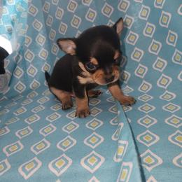 Moto - Black and tan male Chihuahua puppy in Attleboro, Massachusetts from Treasured Hearts Chihuahuas and Toy/mini poodles
