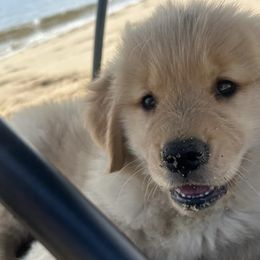 Border Collies and Golden Retrievers from Twin Silos Kennel