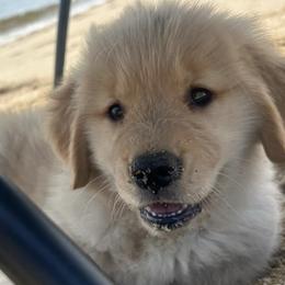 Border Collies and Golden Retrievers from Twin Silos Kennel