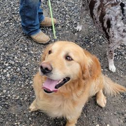 Golden Retrievers from Kiki's Goldens