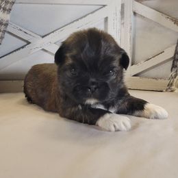 Boomer - Red male Shih Tzu puppy in Mattawan, Michigan from Country Blessed Shih Tzus