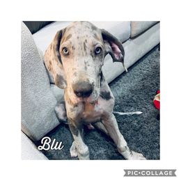 Great Dane and Miniature Schnauzer Puppies from River Valley Great Danes