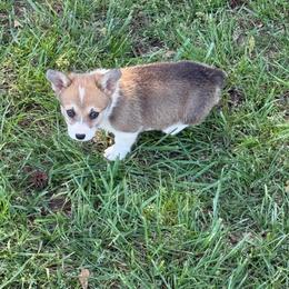 Siri - White and red female Pembroke Welsh Corgi puppy in Jenkinsburg, Georgia from Red Elephant Farms