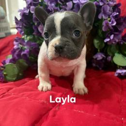 Layla (girl 1) - White female French Bulldog puppy in Cabool, Missouri from Shannon French Bulldogs