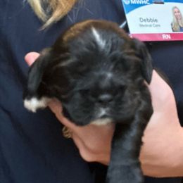 Boy 3 - Black male Cocker Spaniel puppy in Spotsylvania, Virginia from Wilkshire Farm