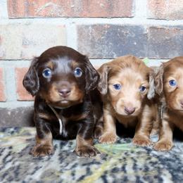 Boykin Spaniels, Dachshunds, and German Shorthaired Pointers from Whiskey River Farm