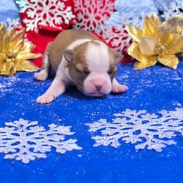 Red Boy - Red male Boston Terrier puppy in Corsicana, Texas from JT Bostons
