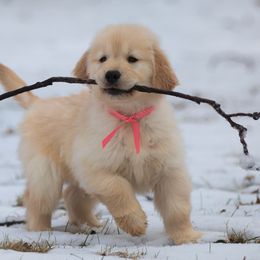 Golden Retriever Puppies from SUN-GOLDEN KENNELS