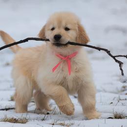 Golden Retriever Puppies from SUN-GOLDEN KENNELS