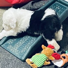 Old English Sheepdog Puppies from Bumblebears Old English Sheepdogs