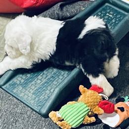Old English Sheepdog Puppies from Bumblebears Old English Sheepdogs