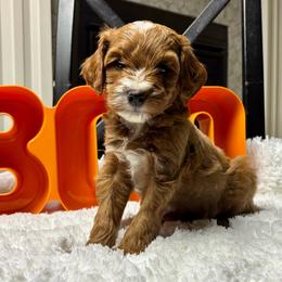 Willie - Red  male Goldendoodle puppy in Idaho Falls, Idaho from Triple H puppies