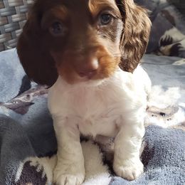 Dachshunds from Dachshunds Elite