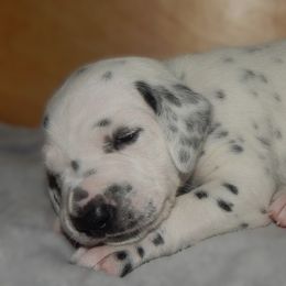 Green - Elrond - White and black male Dalmatian puppy in Jacksonville, Florida from Sunrise Dalmatians 🌄