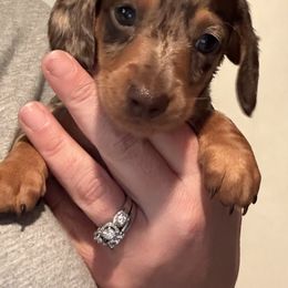 Boy 3 - Dapple male Dachshund puppy in New Jersey from Bergamo’s  Dachshunds & Beagles