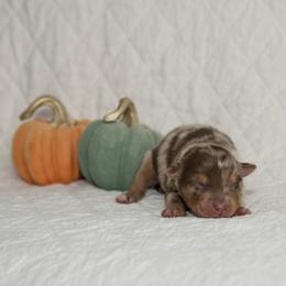 David Bowie - Red merle male Australian Shepherd puppy in Bristol, New Hampshire from NewFound Lake Aussies