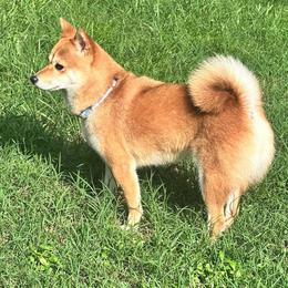 Rosie Caye - Red female Shiba Inu puppy in Inverness, Florida from Shore Thing Shiba’s