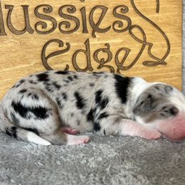 Haven - Blue merle female Australian Shepherd puppy in Litchfield, New Hampshire from Aussies Edge Farm
