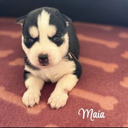 Maia - Black and white Siberian Husky puppy in Tiverton, Rhode Island from Mount Hope Siberians
