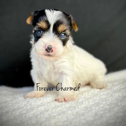 Girl 3 - Black tan and white female Biewer Terrier puppy in Lathrop, California from Forever Charmed